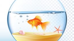 Fanusta Balık Beslemek