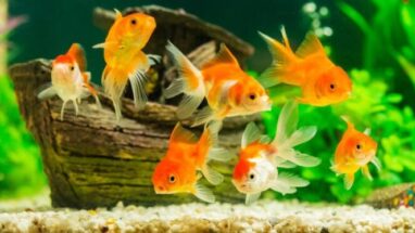 Japon Balığı Özellikleri ve Bakımına Dair Herşey