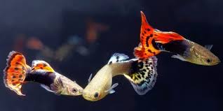 Lepistes Dişi ve Erkekler