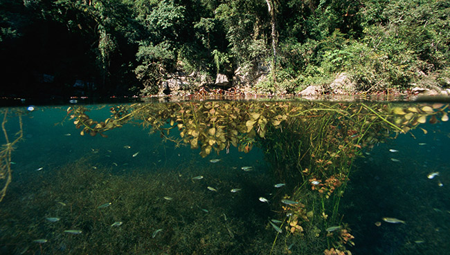 Lepistes Doğal Ortam