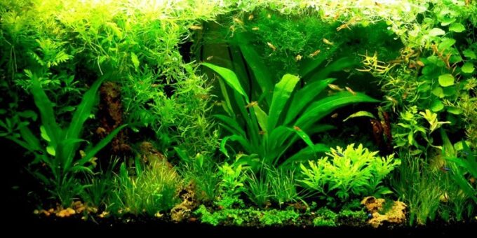 Örnek Lepistes Tankı