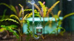 Bitki Akvaryumlarında Neden Co2 Kullanılır?