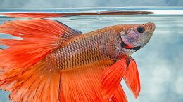 Beta Balığı Bakımı ve Üretimi