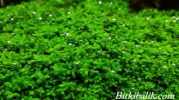 Cuba Bitkisi (Hemianthus callitrichoides ‘Cuba’)