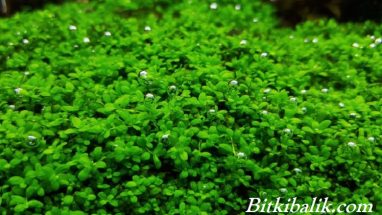 Cuba Bitkisi (Hemianthus callitrichoides ‘Cuba’)