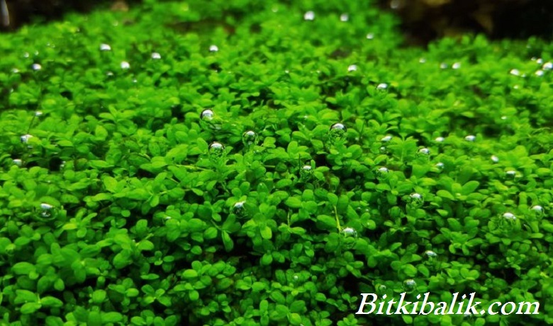 Hemianthus callitrichoides Cuba Bitkisi