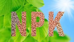 Bitki Akvaryumu İçin Makro Besinler