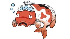 Bakteri Çakışması Nedir?