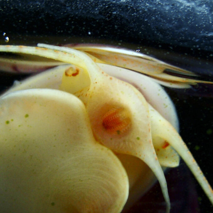 Pomacea bridgesii Anatomik Yapısı