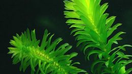 Elodea Bitkisi (Egeria Densa)