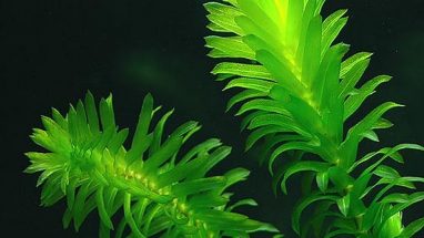 Elodea Bitkisi (Egeria Densa)