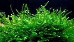 Java Moss (Taxiphyllum Barbieri)