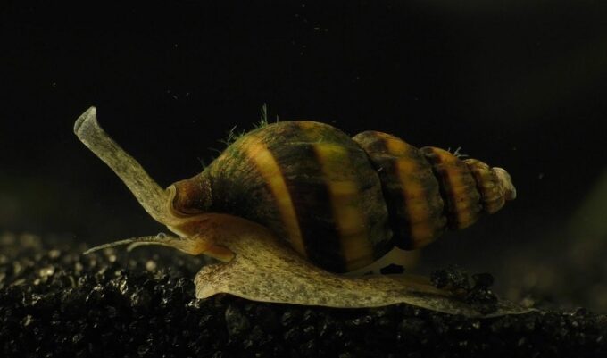 Anentome Helena Salyangozu