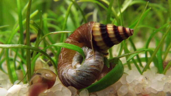 Katil Salyagoz Ramshorn Salyangozunu Avlamış