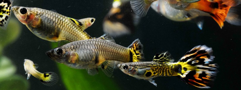 Lepistes Üretimi - Ciftleşme Mücadelesi