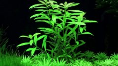 Zeytin Bitkisi (Hygrophila Polysperma ‘Ceylon)