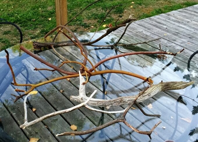 Akvaryum İçin Toplanan Doğal Odun Parçaları