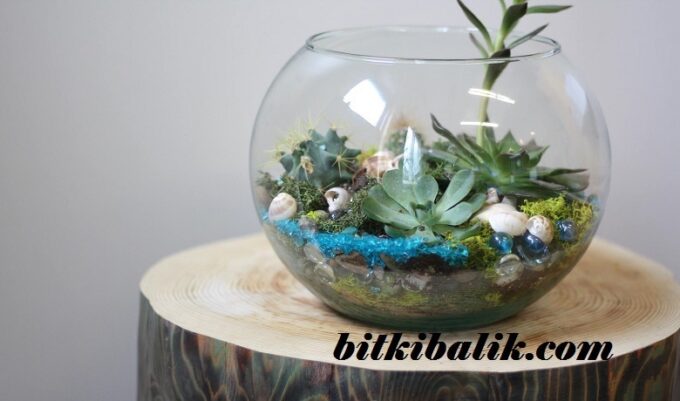 Fanuslar Çiçekler İçindir.