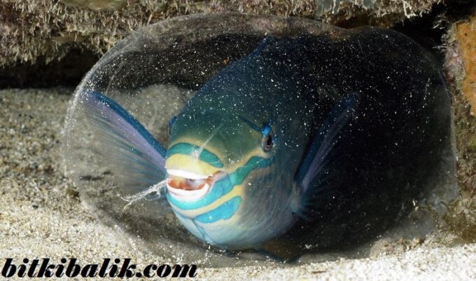 Parrot Fish Mukoza Uyku Kozası
