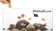 Akvaryum Balıklarının Beslenmesi