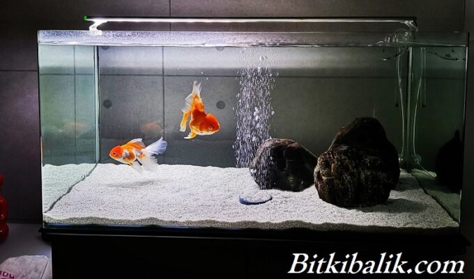 Akvaryumda Japon Balığı Beslemek