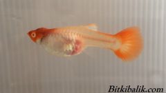 Lepistes Doğum Belirtileri