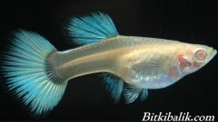 Lepistes Hamilelik Belirtileri