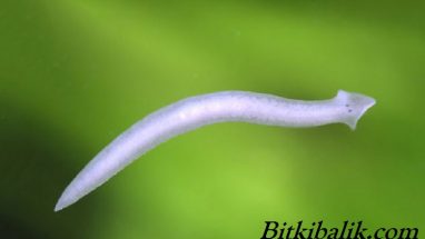 Planarya Paraziti ve Çözümü