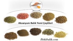 Balık Yemi Çeşitleri