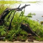 Akvaryuma Ağaç Dalı Koymak