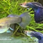 Akvaryumda Lepistes Nasıl Üretilir