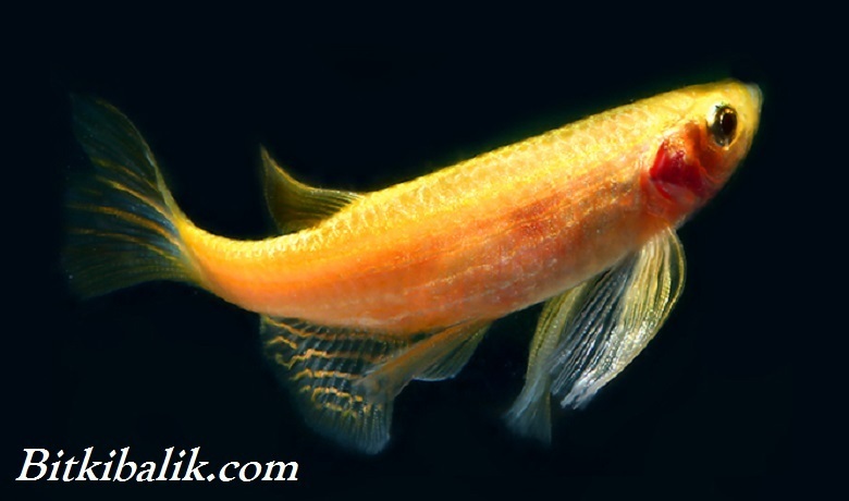 Altın Danio