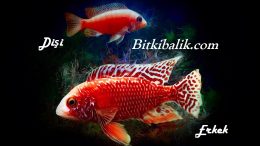 Ciklet Balıklarında Cinsiyet Nasıl Anlaşılır?