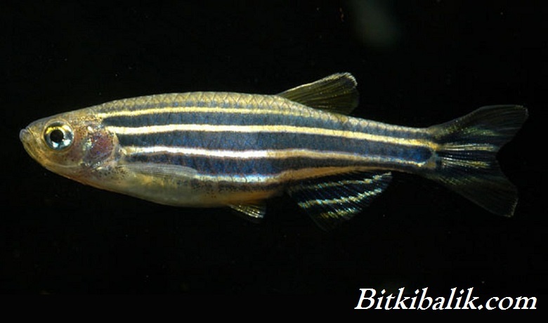 Danio rerio Görünüm