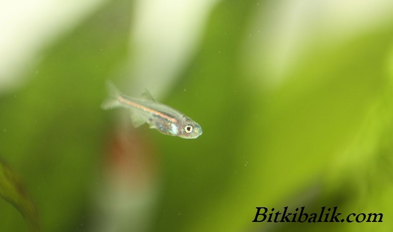 Danio rerio Yavrusu