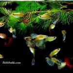 Evde Lepistes Bakımının Püf Noktaları