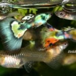 Evde Lepistes Balığı Üretimi