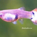 Evde Lepistes Nasıl Üretilir