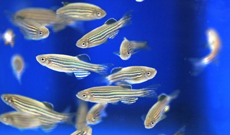 Floresan Zebra Balığı Kolonisi