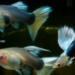 Hamile Lepistes Ne Zaman Doğurur