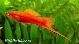 Kılıçkuyruk Balığı Bakımı ve Üretimi