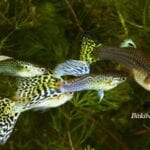 Lepiste Üretim Hakkında