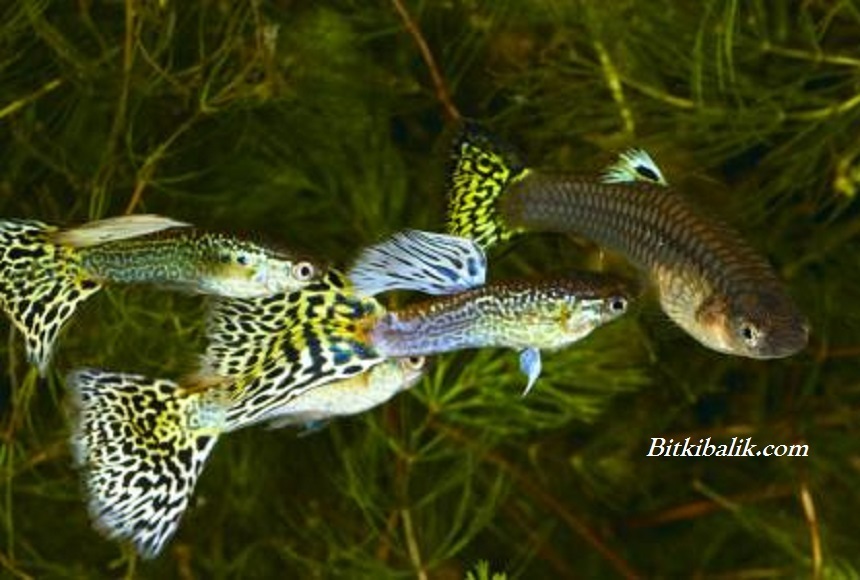 Lepiste Üretim Hakkında