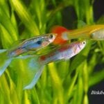 Lepistes Bakımının Püf Noktaları