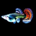 Lepistes Doğum Öncesi