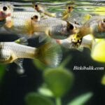 Lepistes Nasıl Yavrular