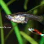 Lepistes Üretim Teknikleri