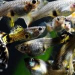 Lepistes Üretimi Para Kazandırır mı