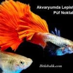 Lepistes Üretimi Püf Noktaları