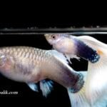 Lepistes Üretiminde Püf Noktalar